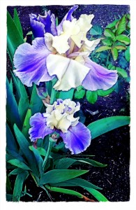 rendu_blue and white iris