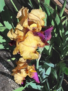 rendu_goldpurple iris